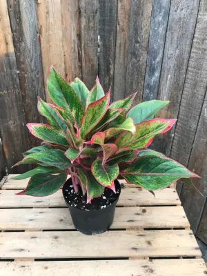 Aglaonema - Red